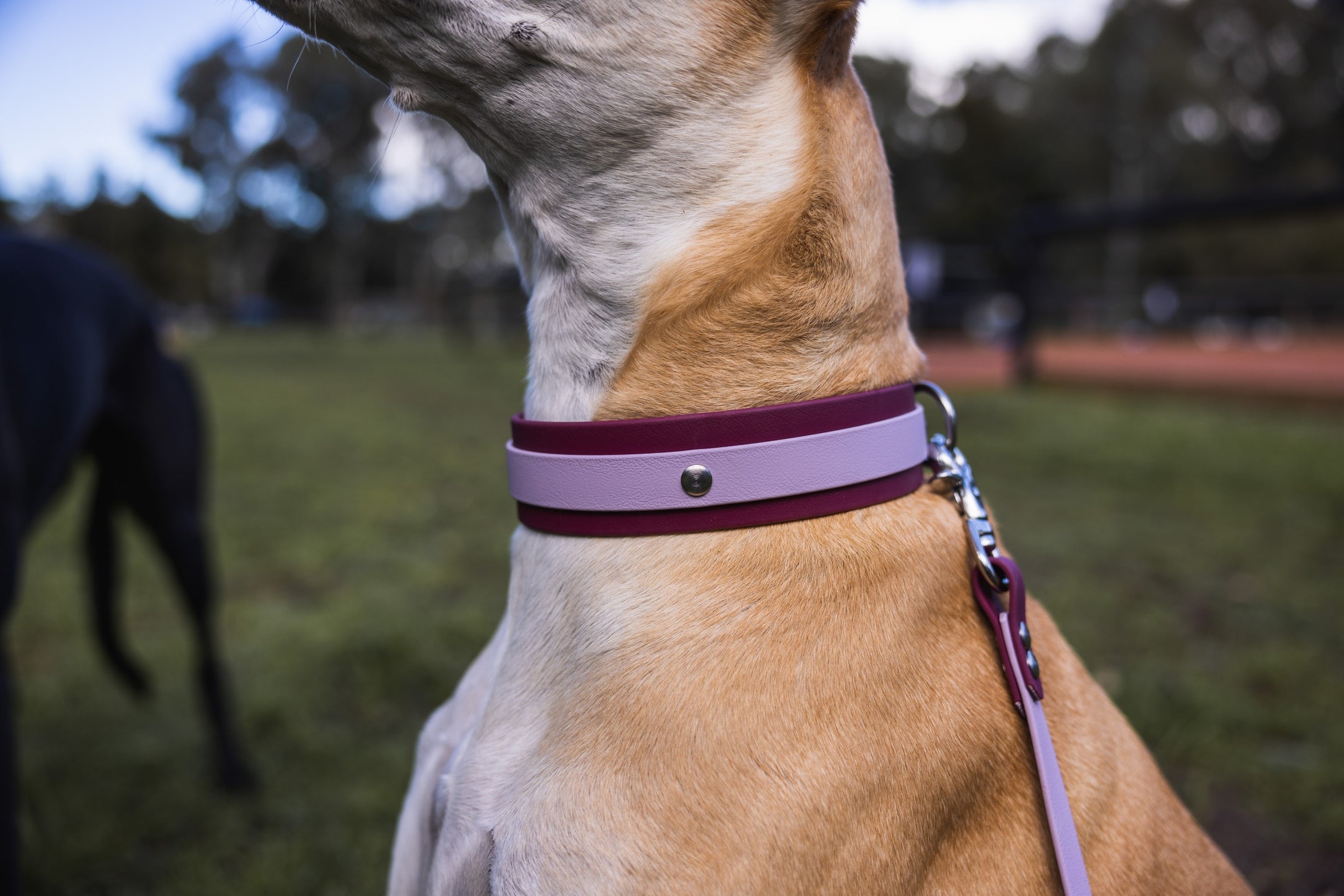 Getting A Puppy Used to Dog Collars Native Collars