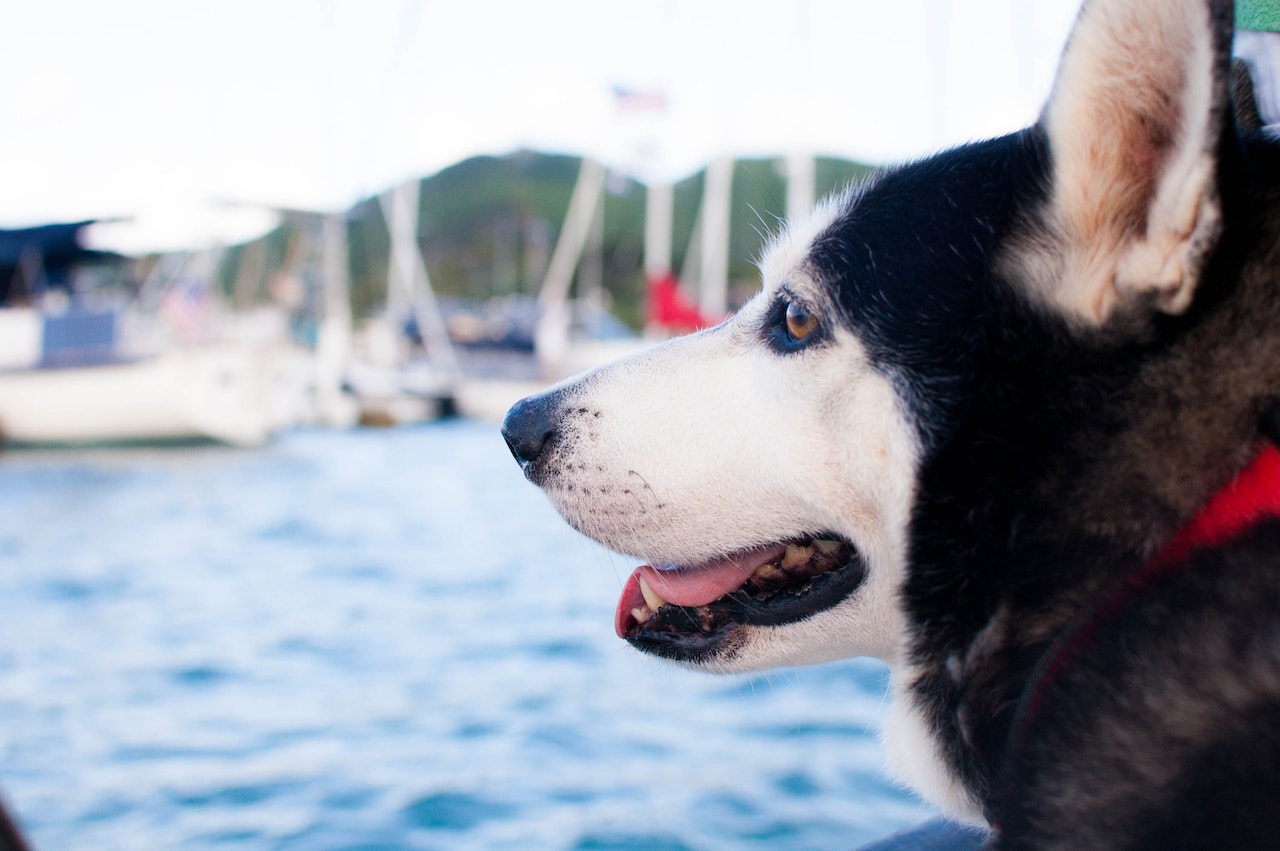 dog with collar