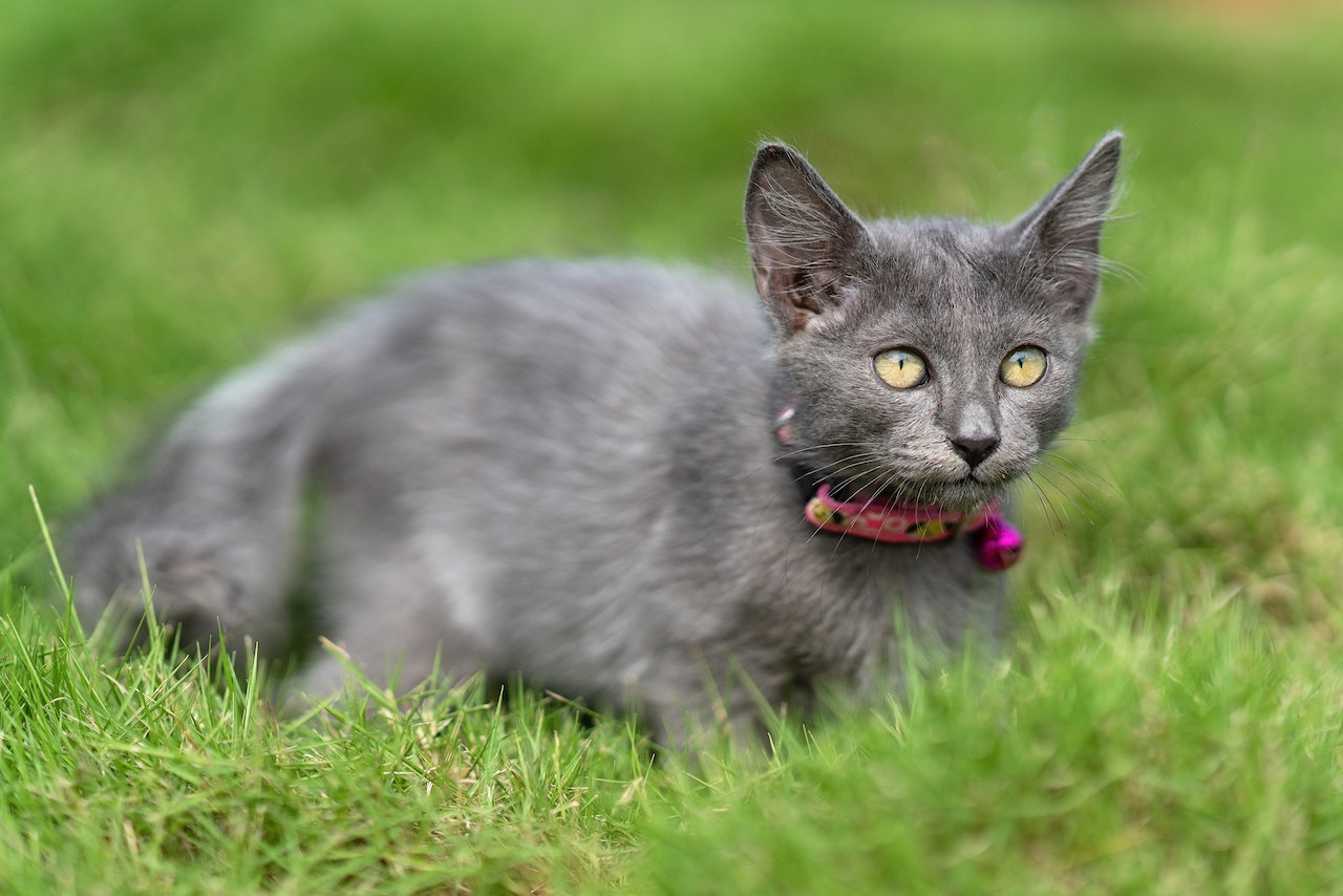 cat with collar