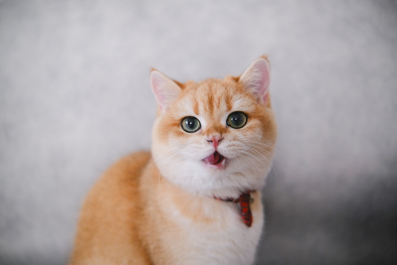 cat with collar
