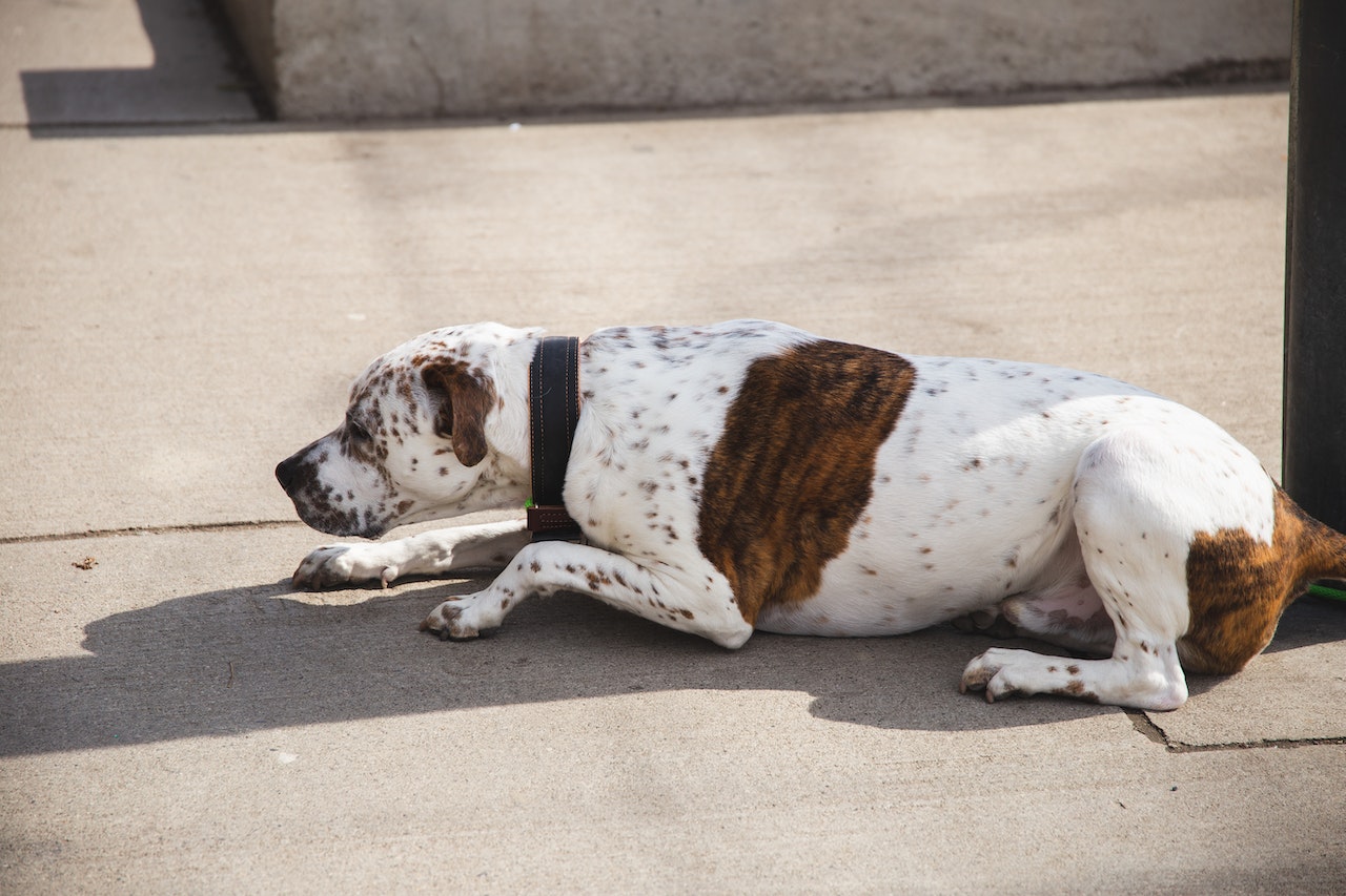 dog with black collar
