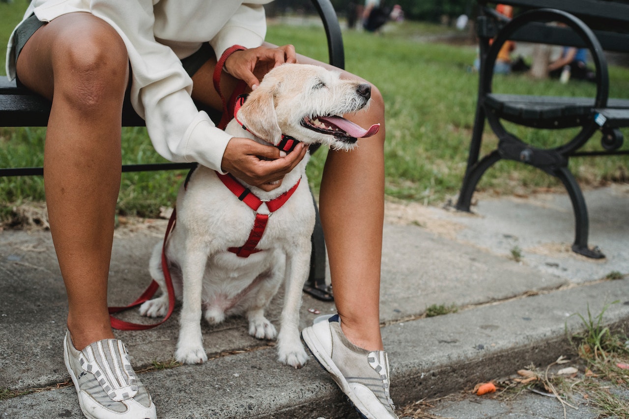 dog wearing harness