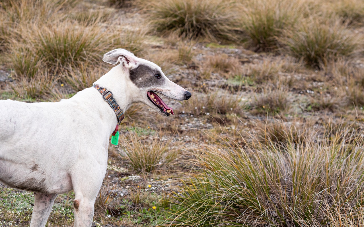 dog with tag