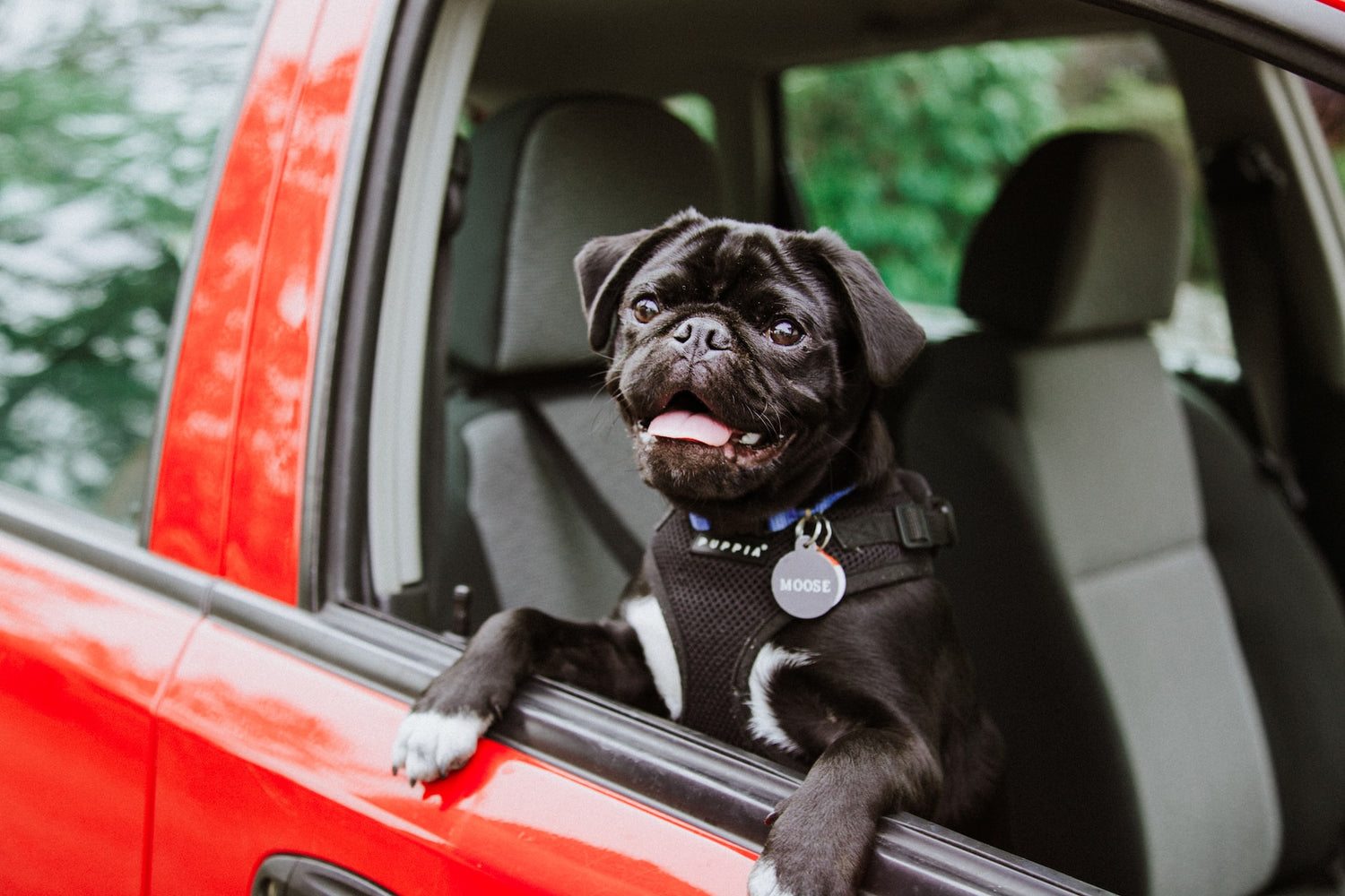 dog with collar and tag in car