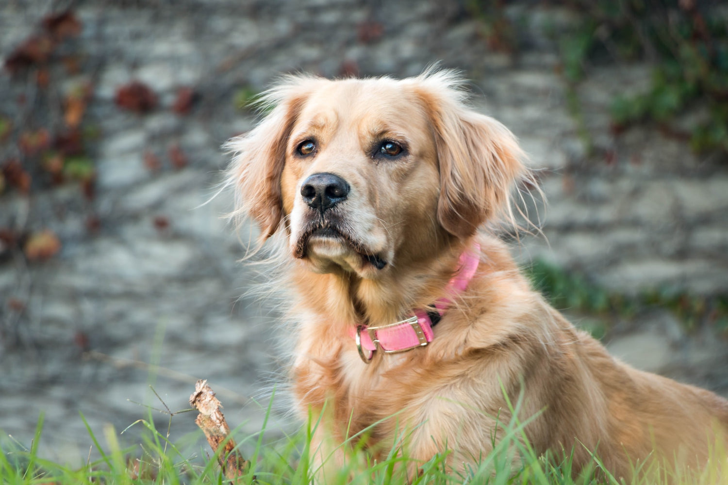 dog with collar