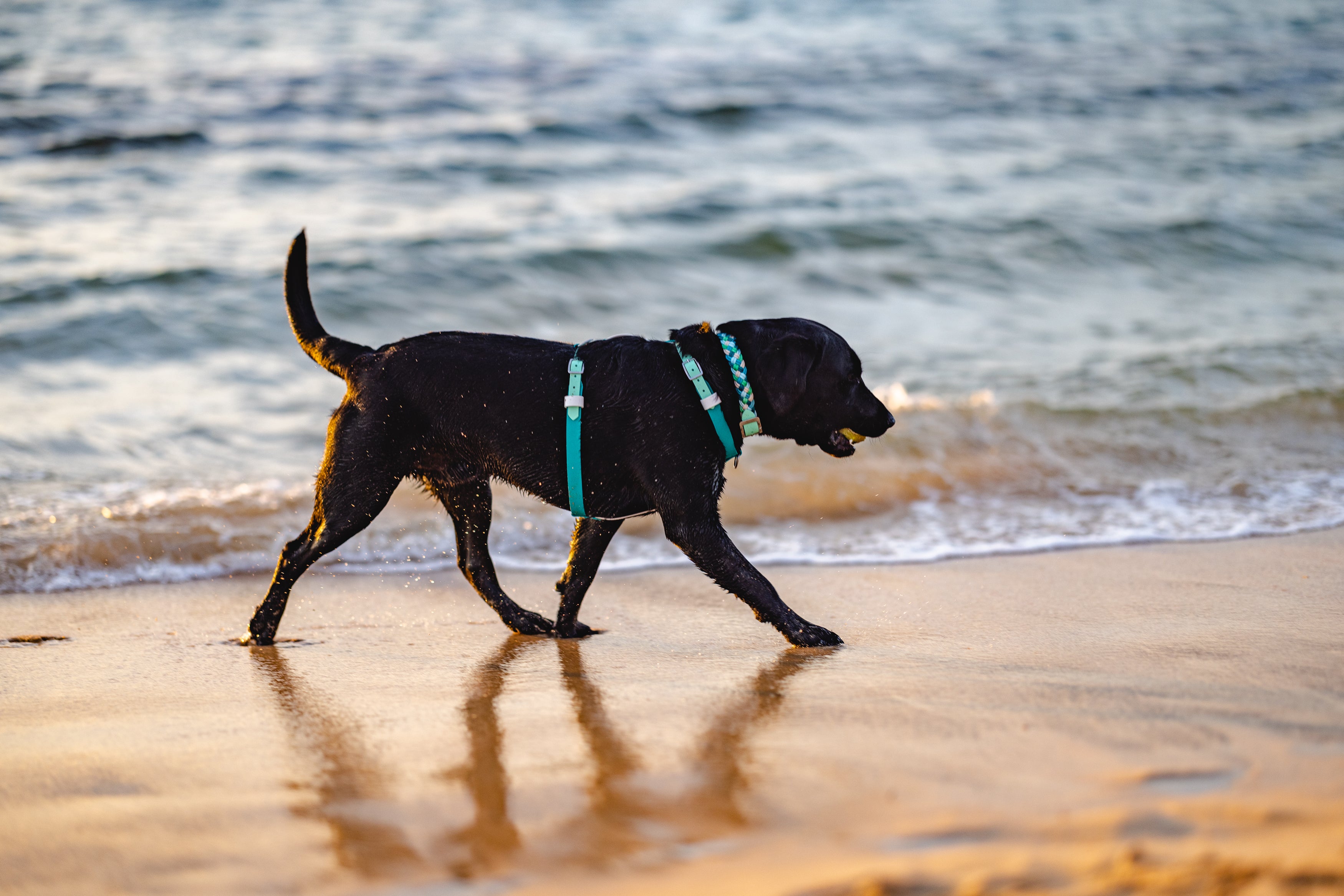 Hands-free-biothane-dog-lead