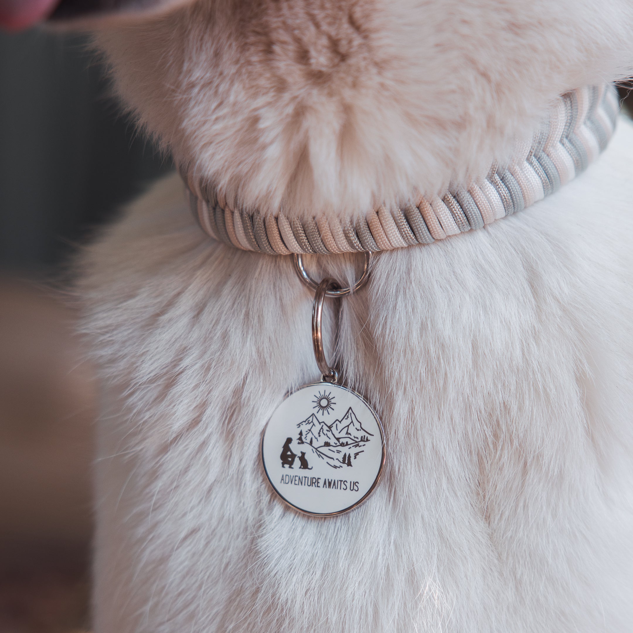 Adventure Awaits Us - Wildwoods Collar