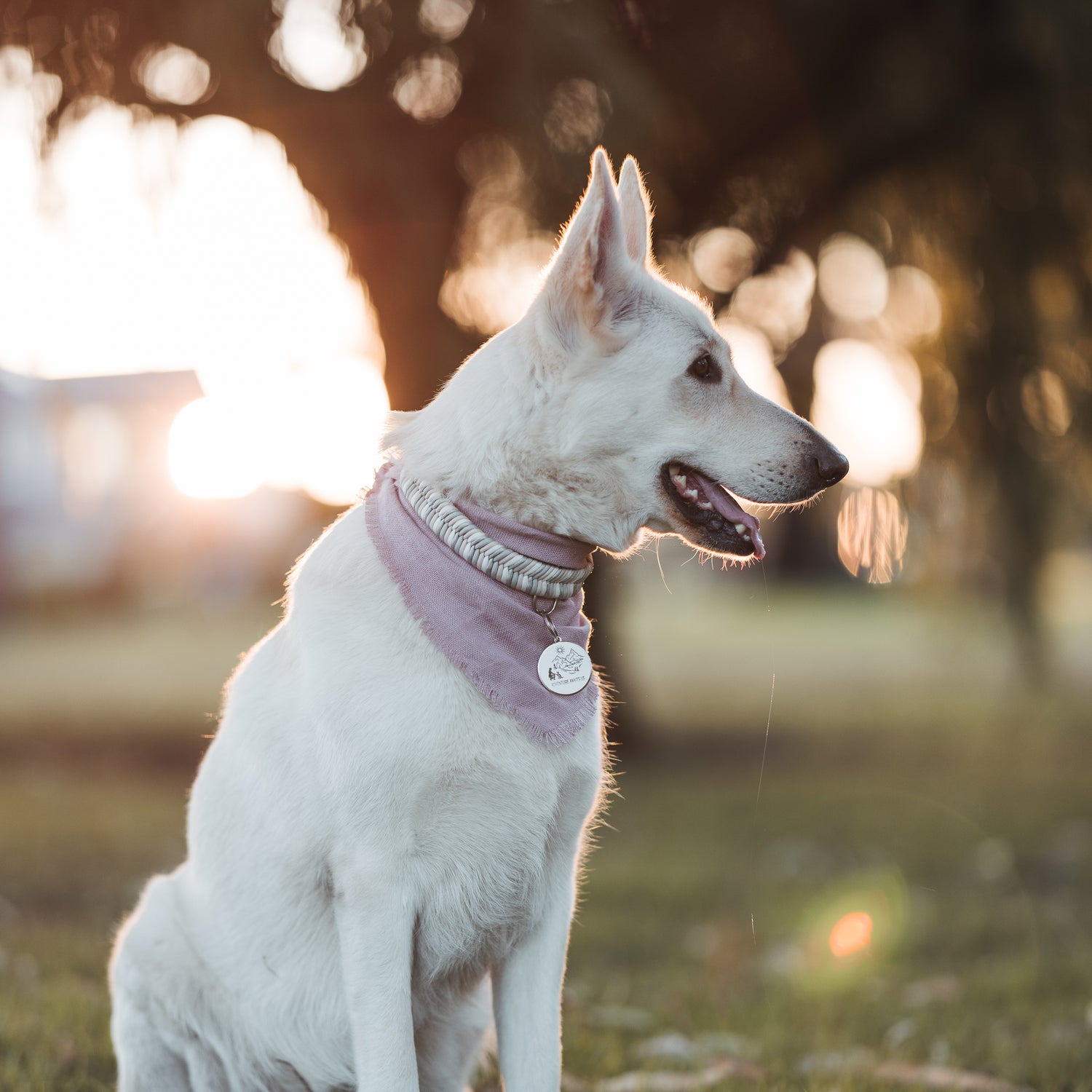 Adventure Awaits Us - Wildwoods Collar