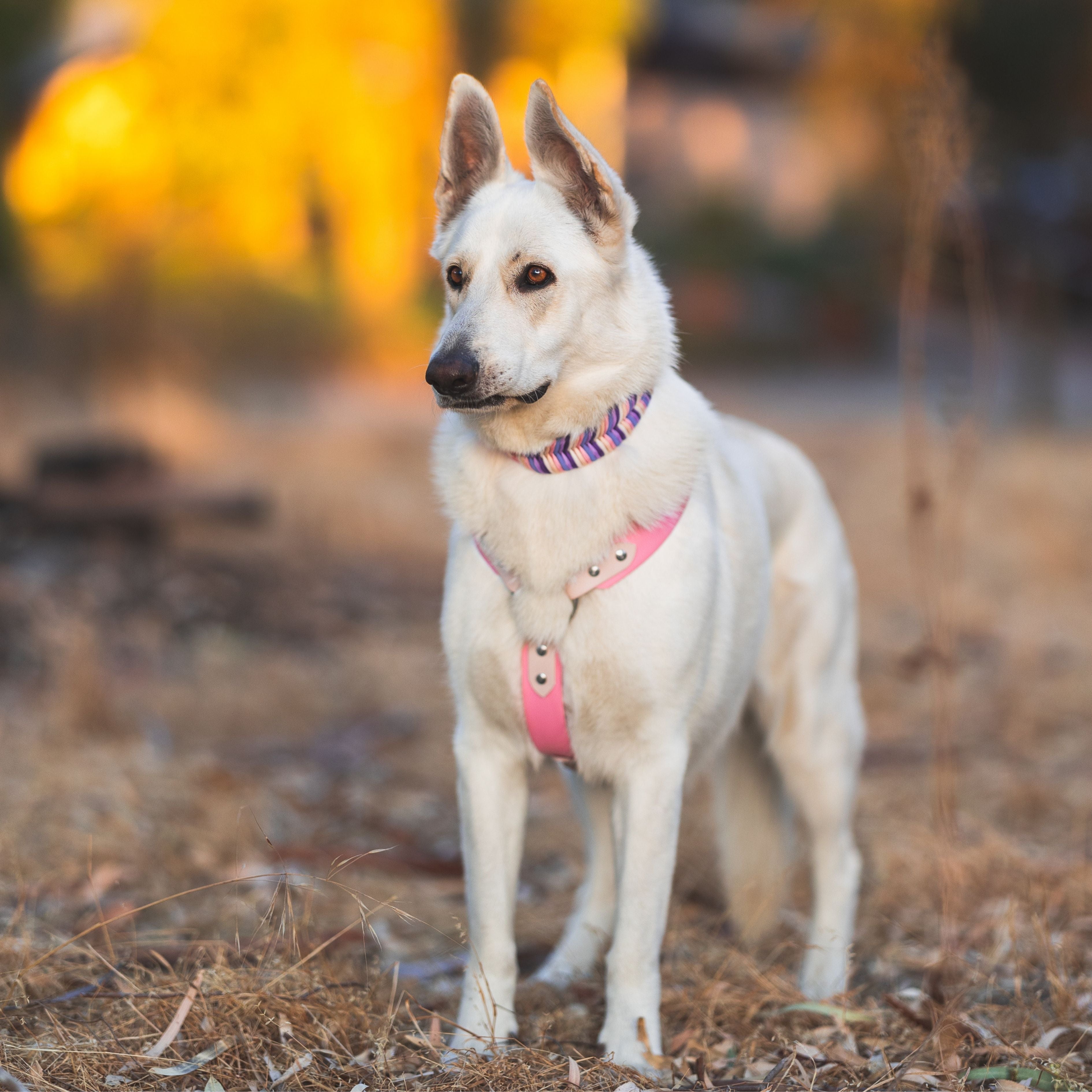 Custom BioThane Dog Harness &