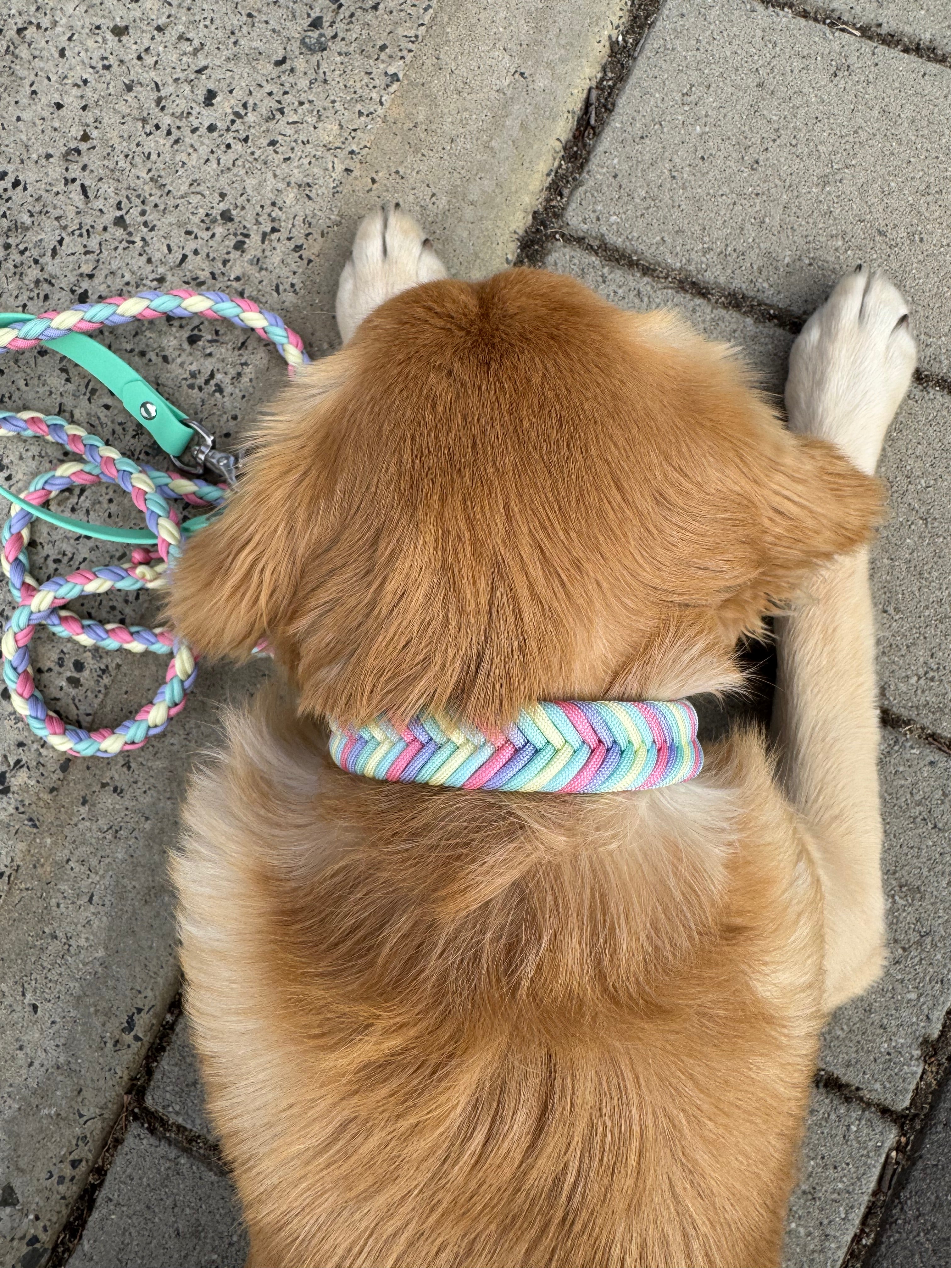 Easter Wildwoods Collar