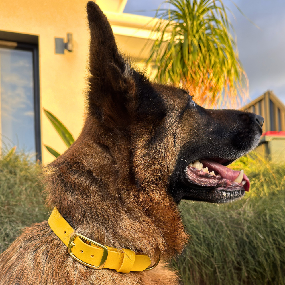 Complete Dog Training Bundle