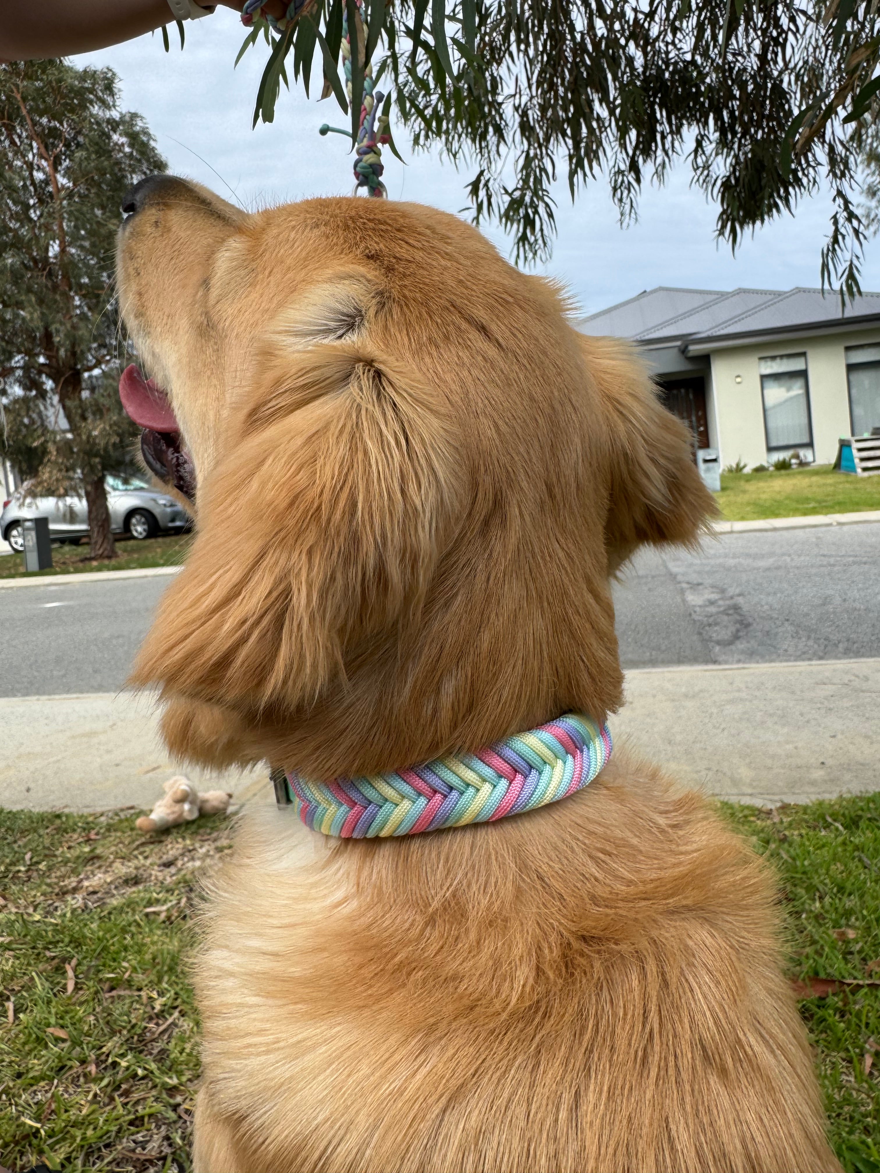 Easter Wildwoods Collar