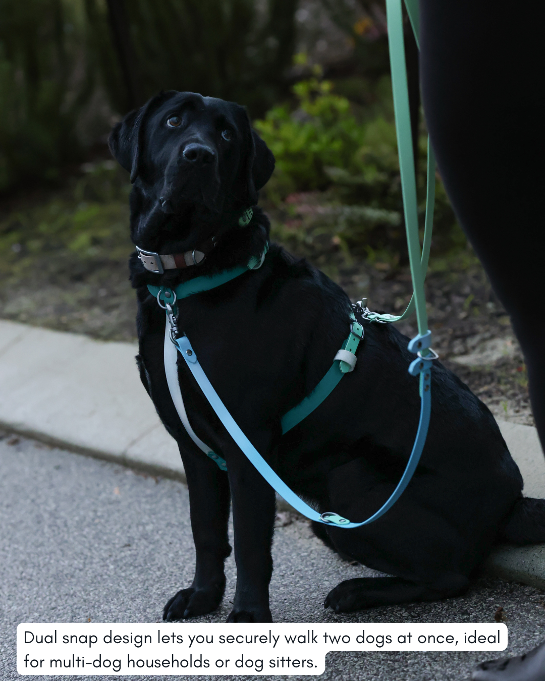 5 in 1 Multifunctional BioThane Dog Lead - Design Your Own