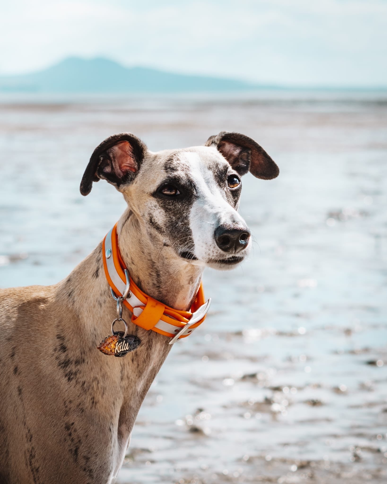 Reflective Dog Collar