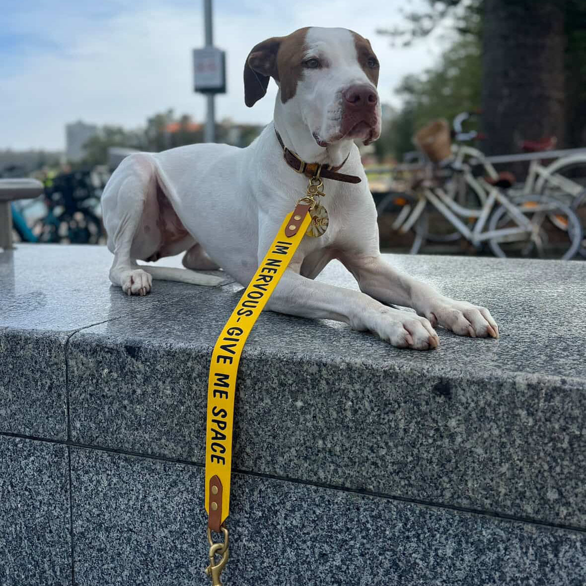 Dog with a &