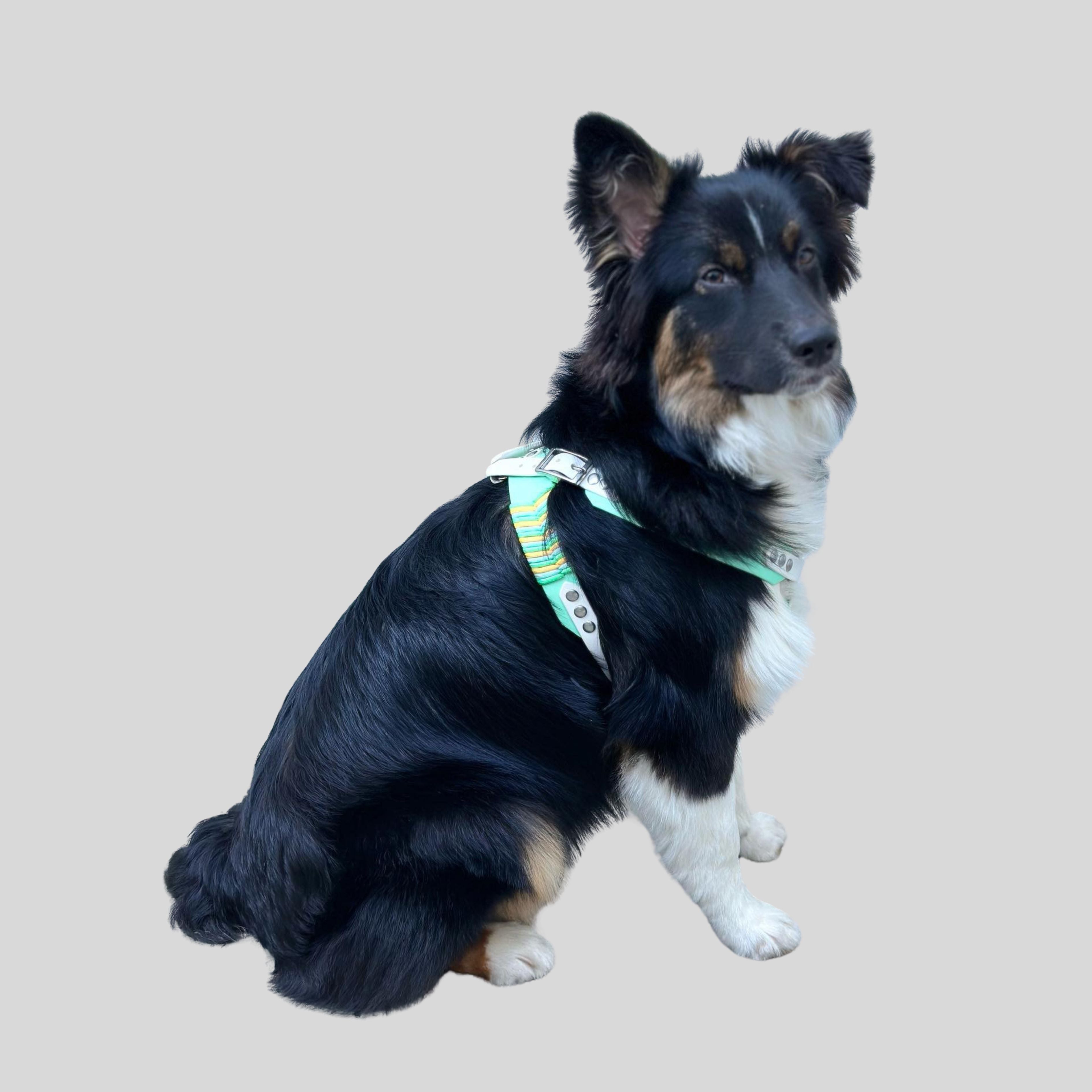 Custom BioThane Dog Harness &