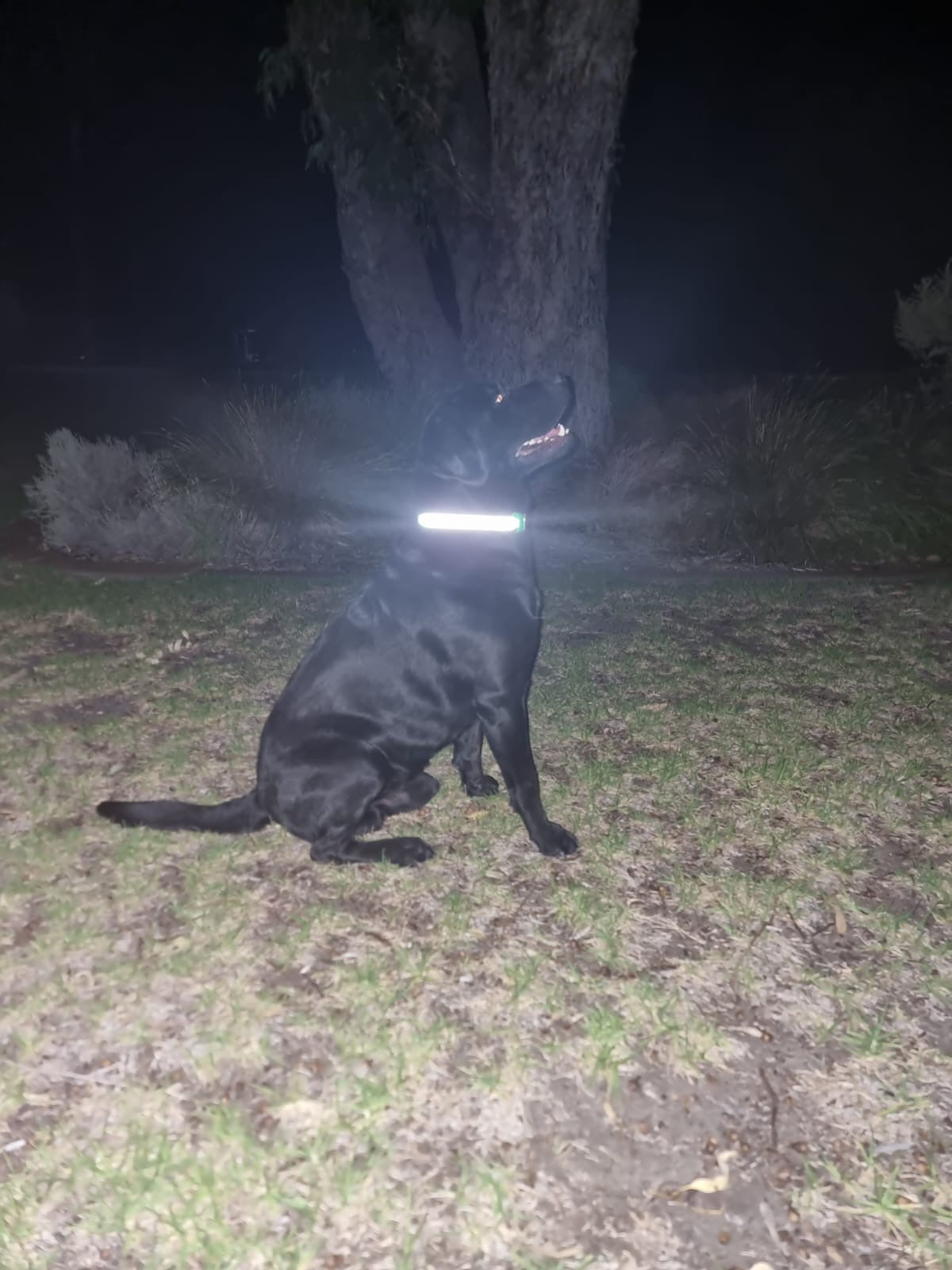 Reflective Dog Collar