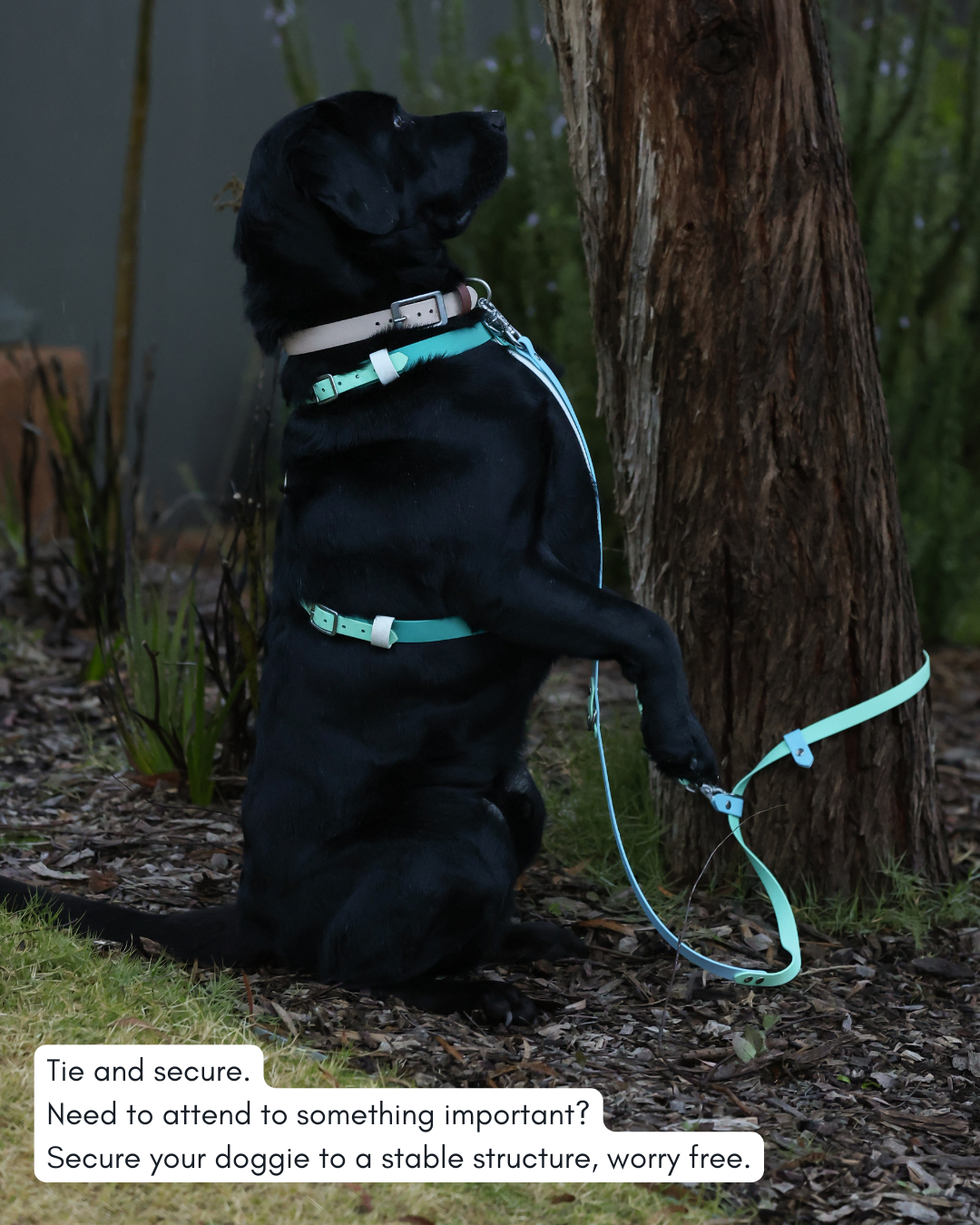 5 in 1 Multifunctional BioThane Dog Lead - Design Your Own