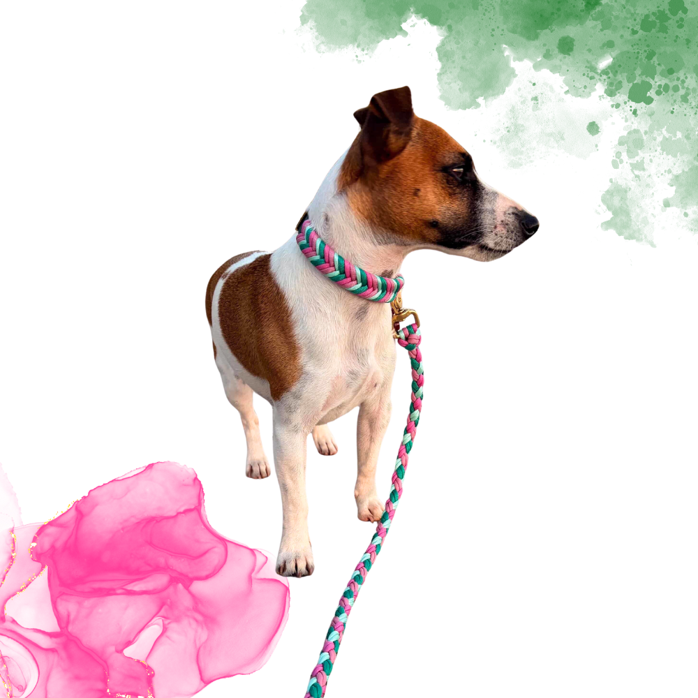 Wicked Collar and Leash Bundle