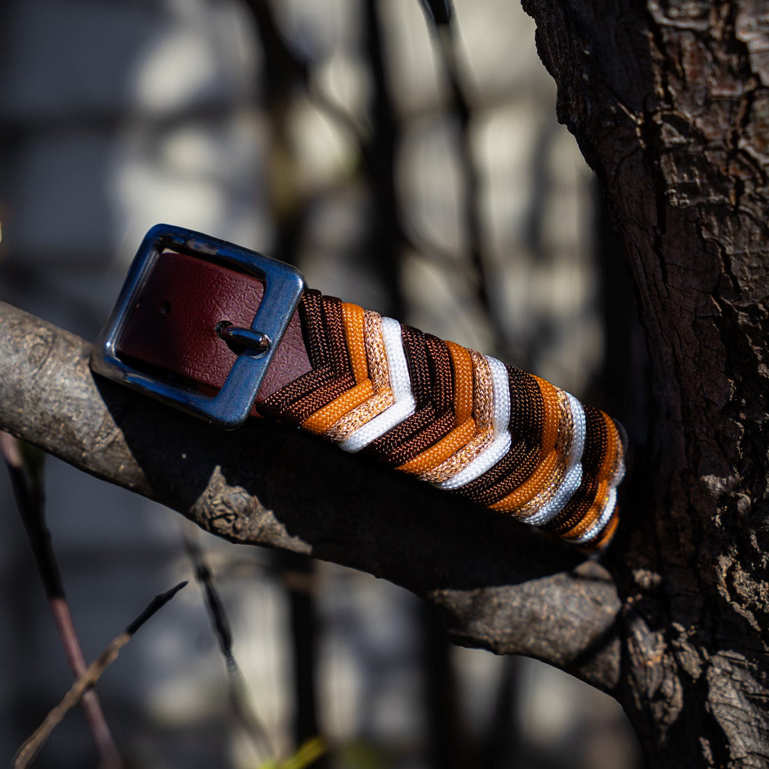 Striped belt with a blue buckle on a tree branch