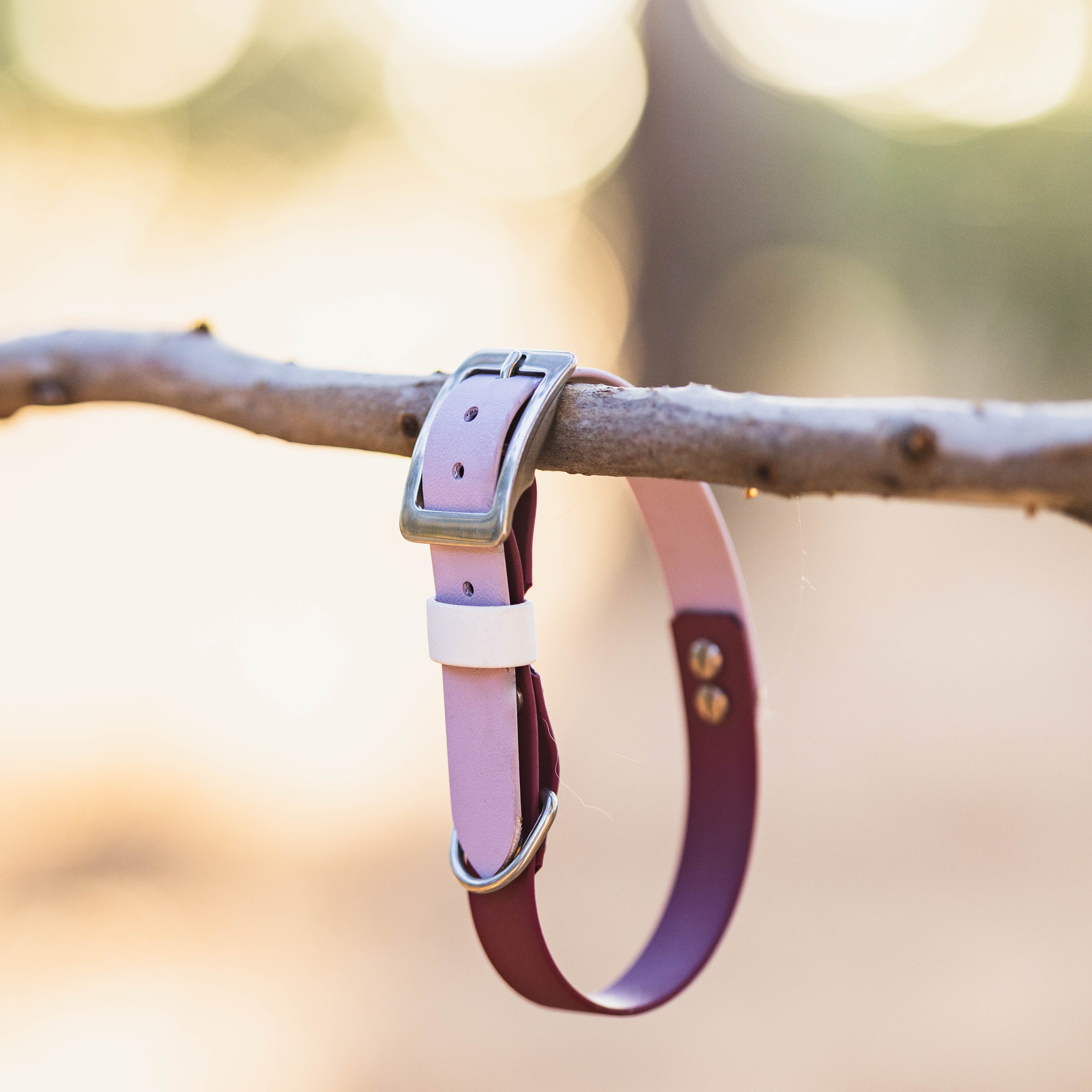 Dog collar on a branch with a blurred natural background
