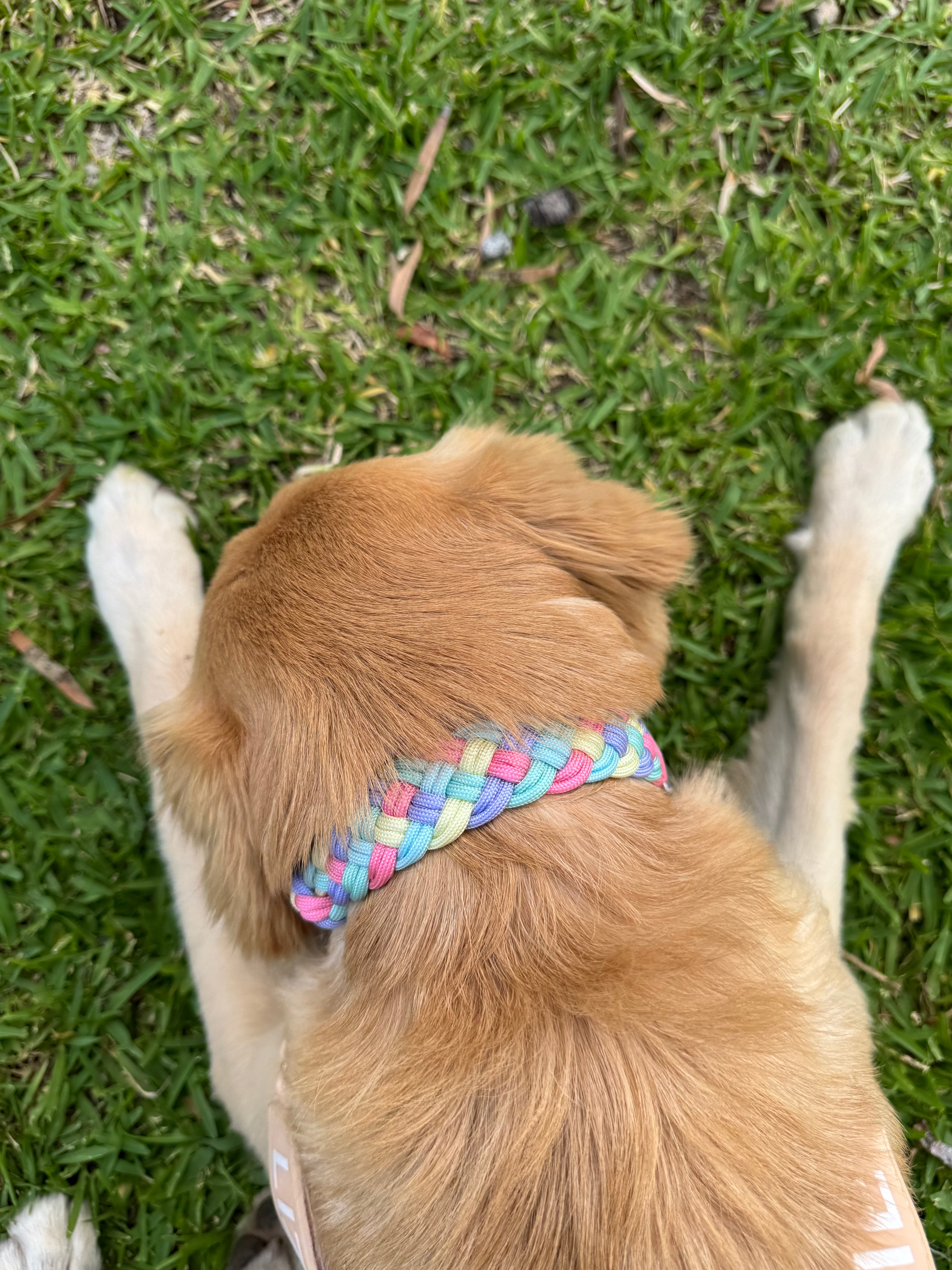 Bundle - Collar, lightweight lead + name badge