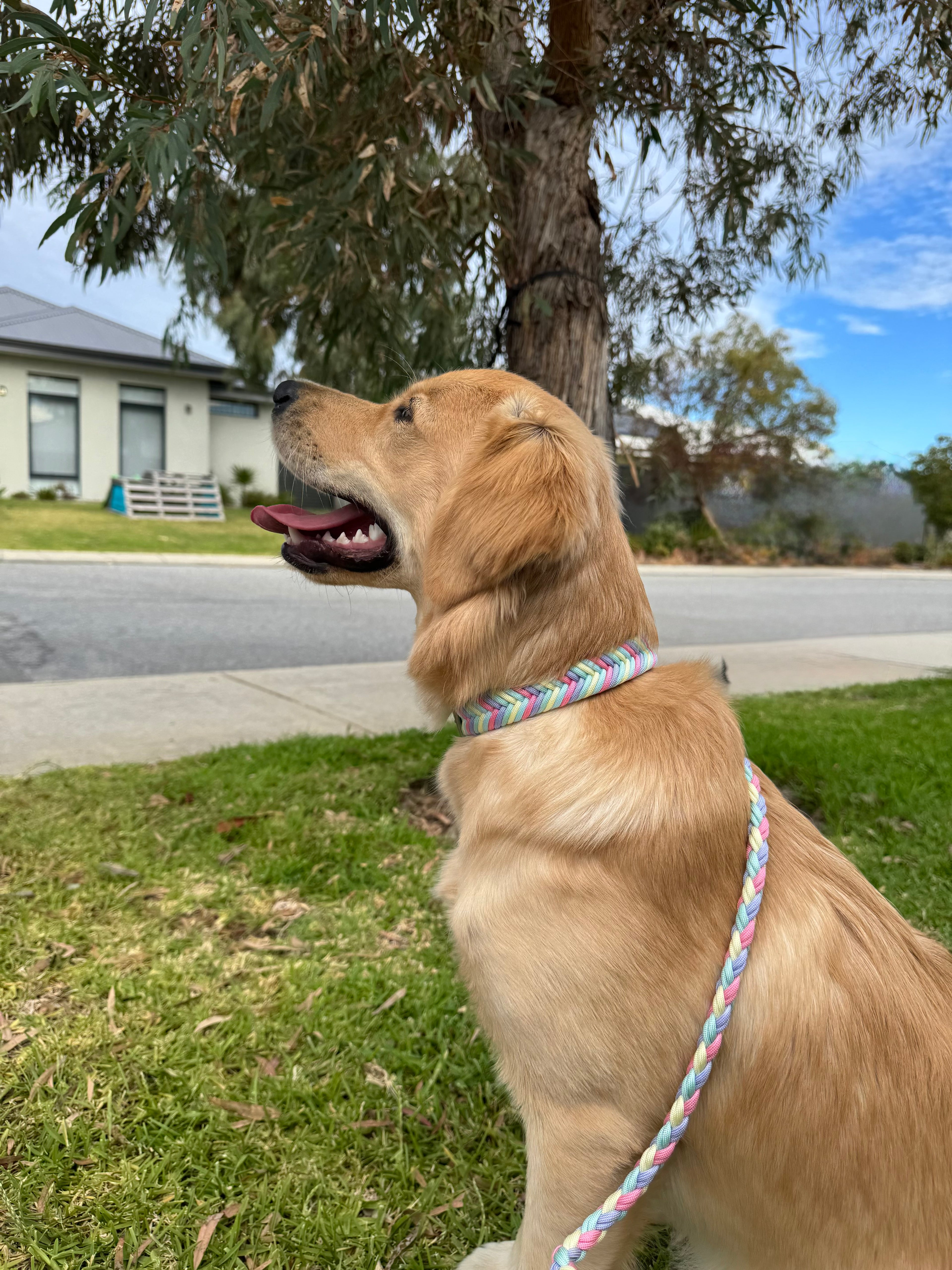 Easter Wildwoods Collar