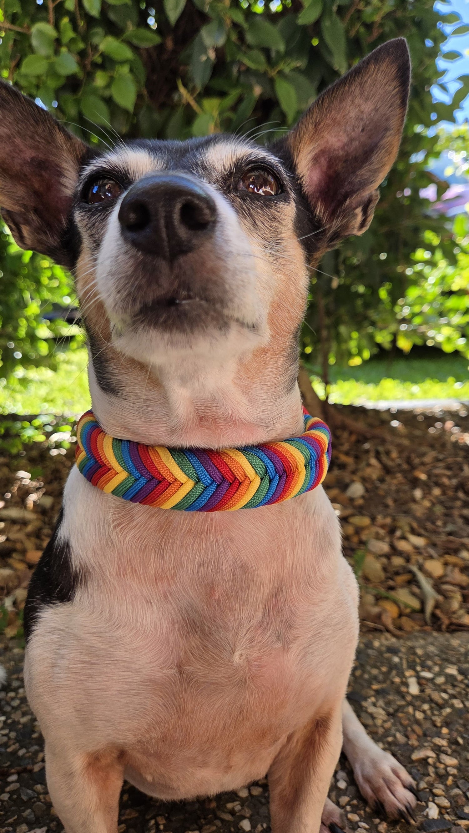 Dog_wearing_pride_inspired_paracord_collar