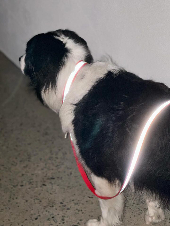 Reflective Dog Collar