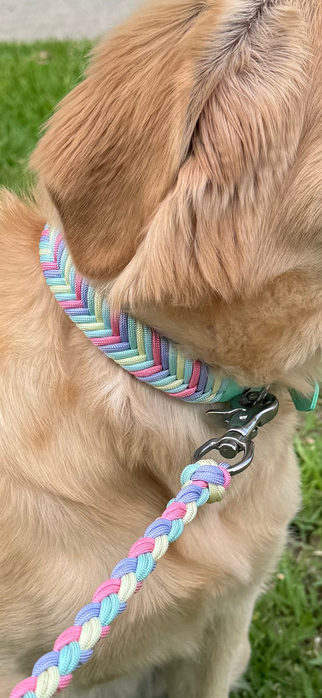 Bundle - Wildwoods Collar, Biothane handle lead + name badge