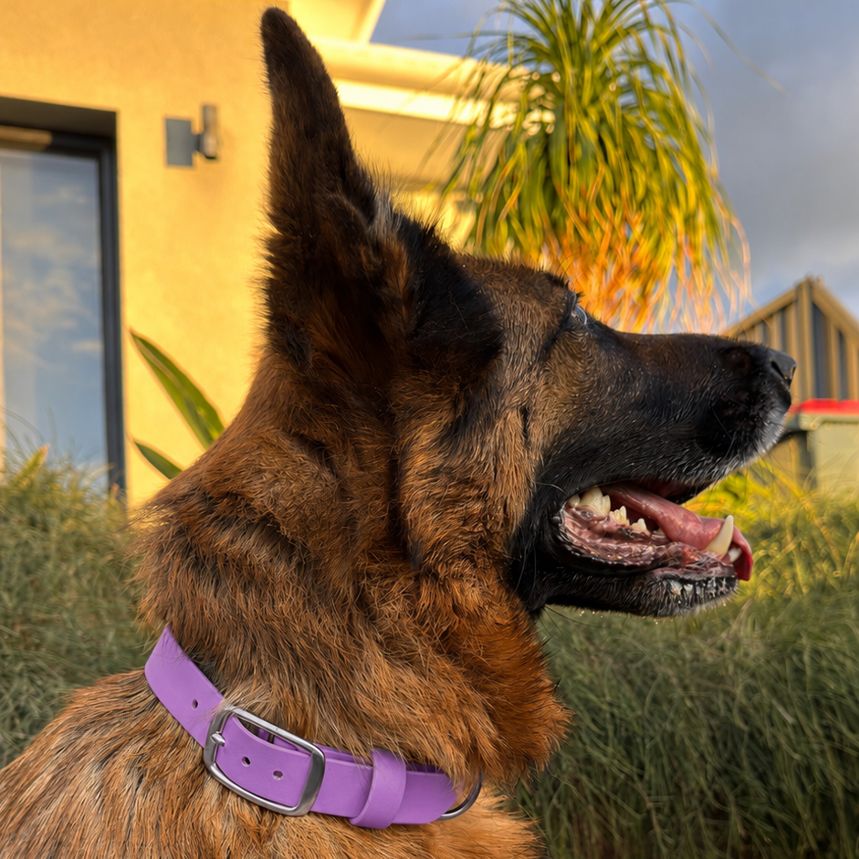 Waterproof Dog Collar - BioThane® Amethyst