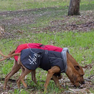 Hurtta Raincoat