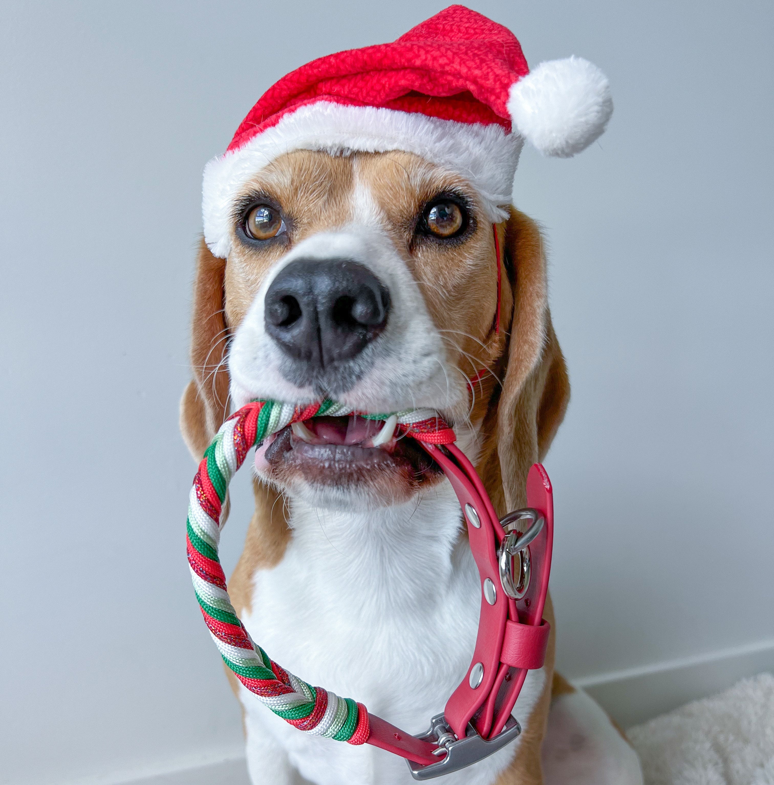 Dog wearing a Santa hat and candy cane collar on a light background