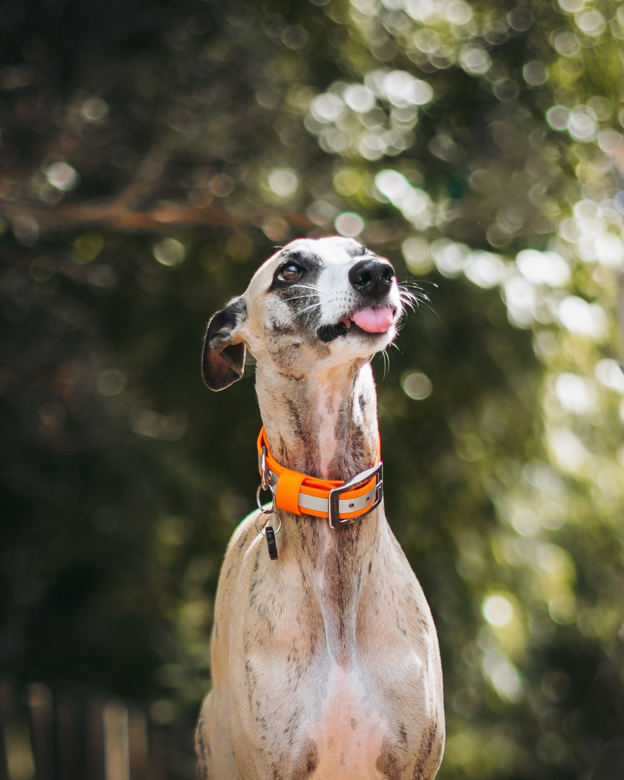 Reflective Dog Collar