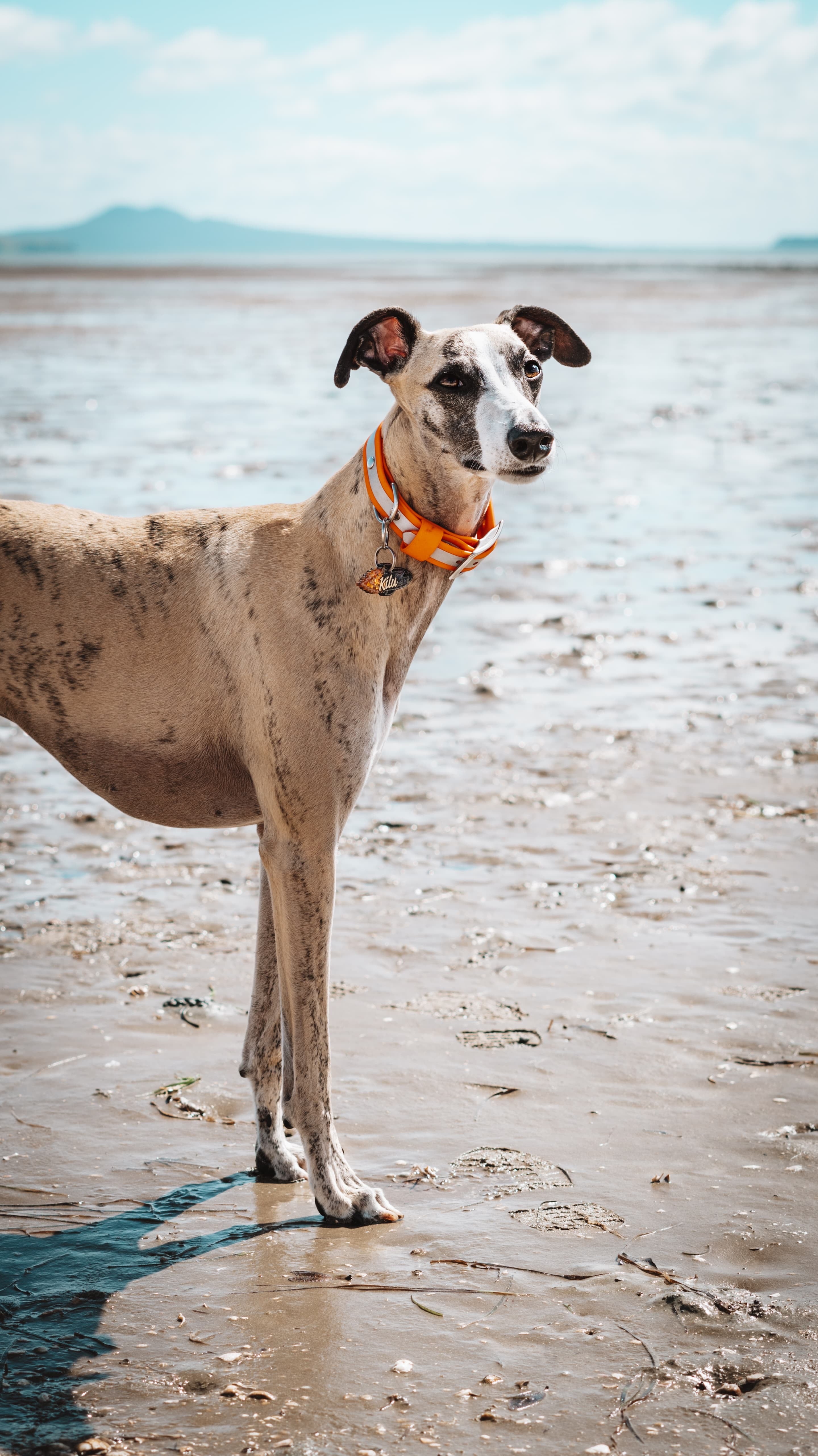 Reflective Dog Collar
