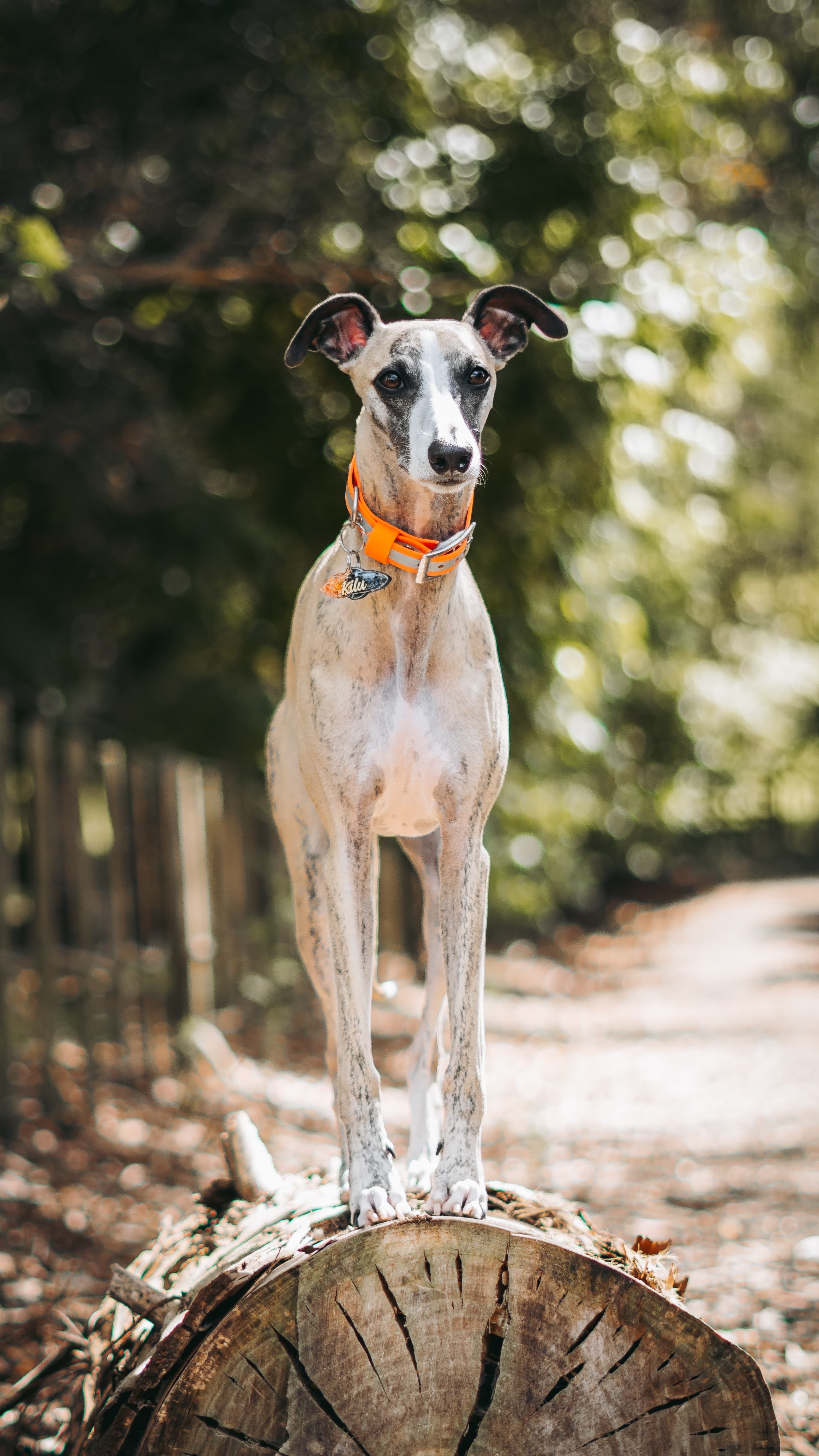 Reflective Dog Collar