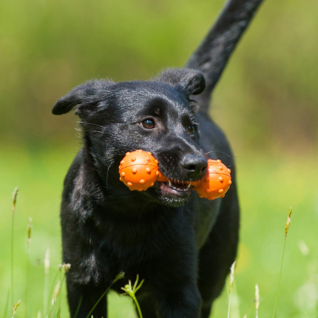 Major Dog Mini Barbell