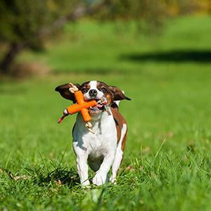 Major Dog X-Toy