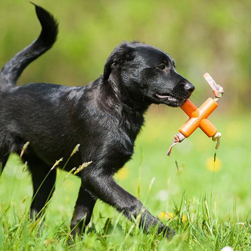 Major Dog X-Toy