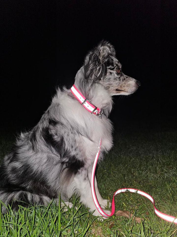 Reflective Dog Collar