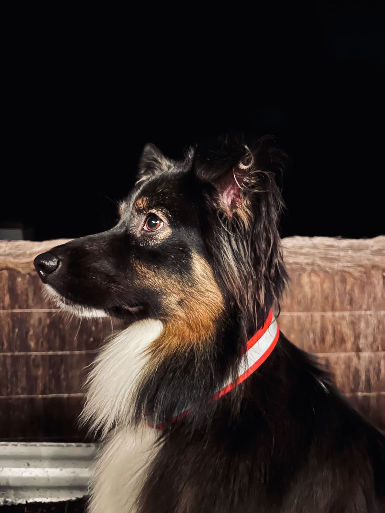 Reflective Dog Collar