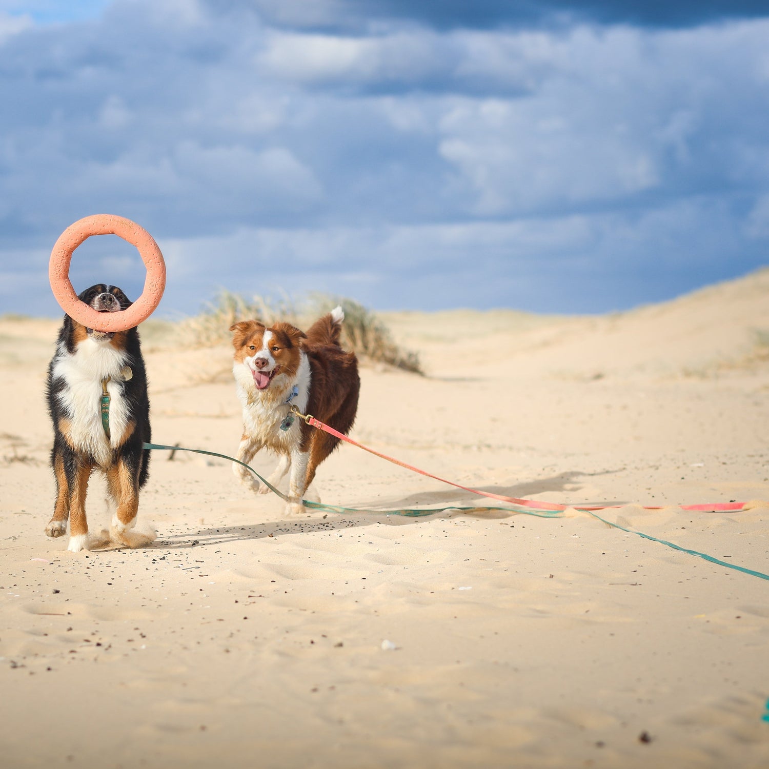 Two dogs playing with a pink ring on a sandy beach under a cloudy sky.