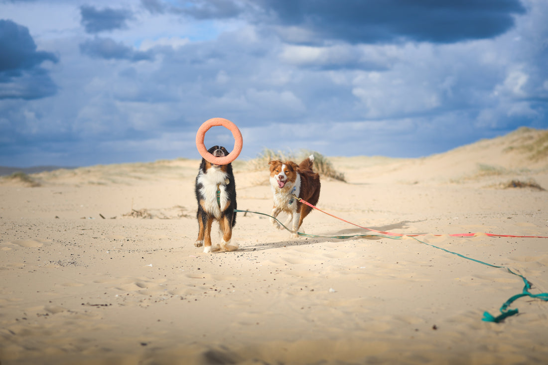 Two dogs playing with a pink ring on a sandy beach under a cloudy sky.