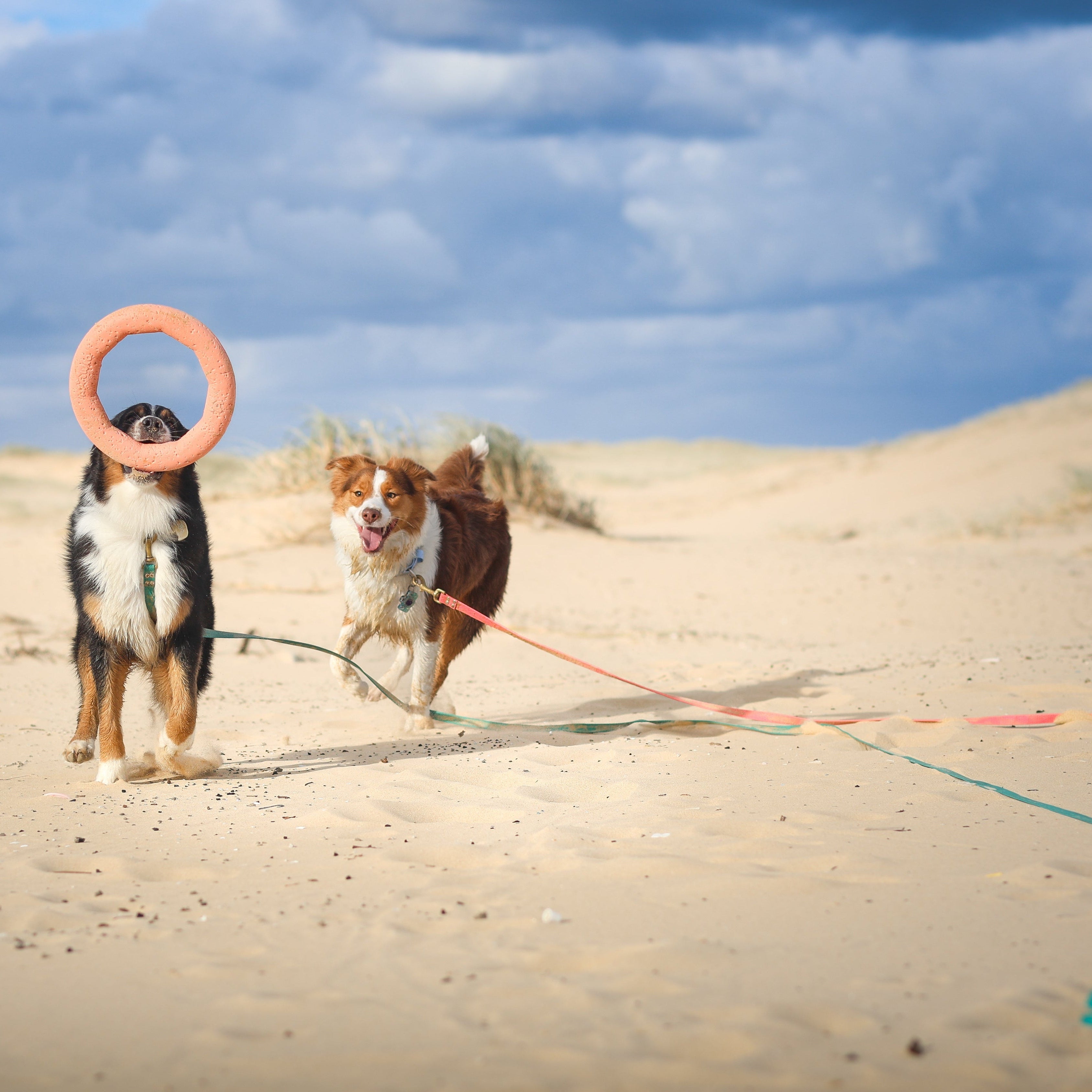 Two dogs playing with a pink ring on a sandy beach under a cloudy sky.
