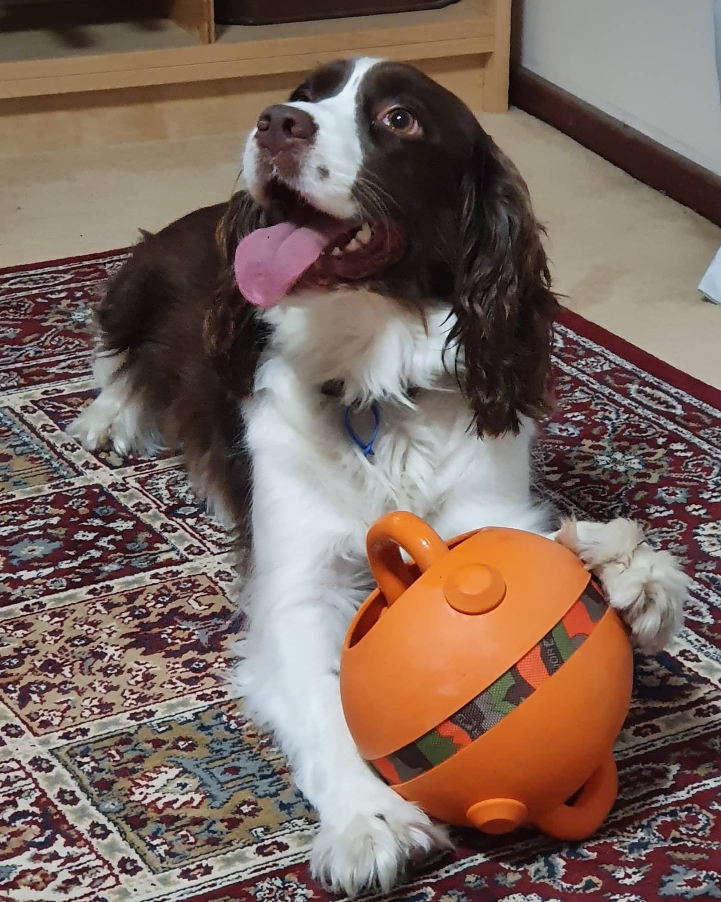 Major Dog BALL SMALL