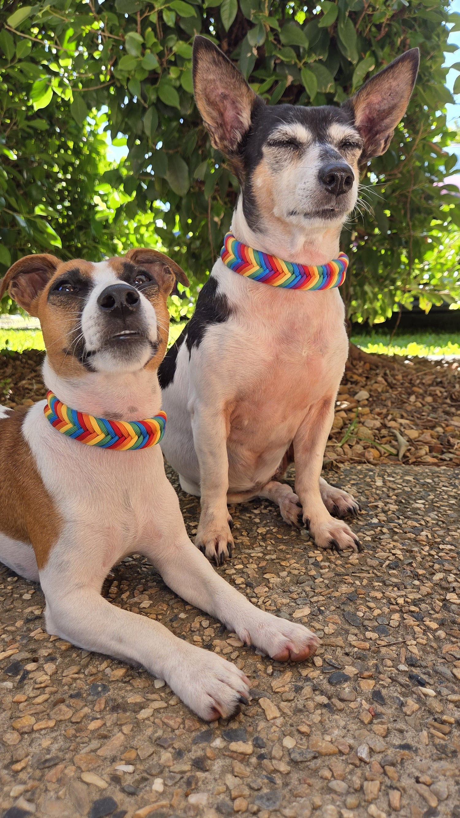 two_dogs_wearing_pride_inspired_dog_collars