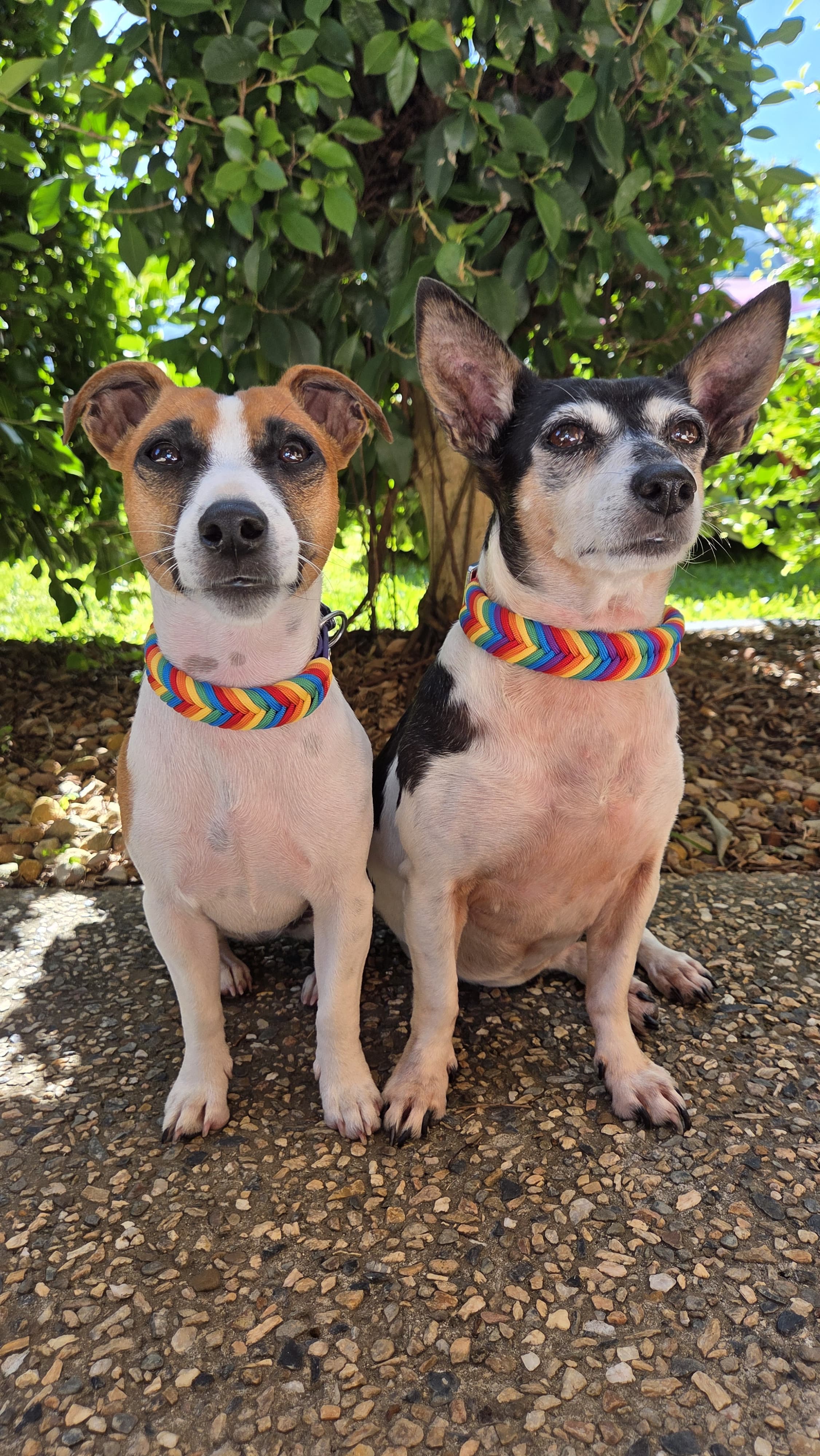 Two dogs wearing pride inspired dog collars