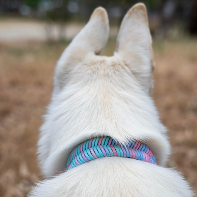 white-shepherd-wearing-pastel-wildwoods-collar