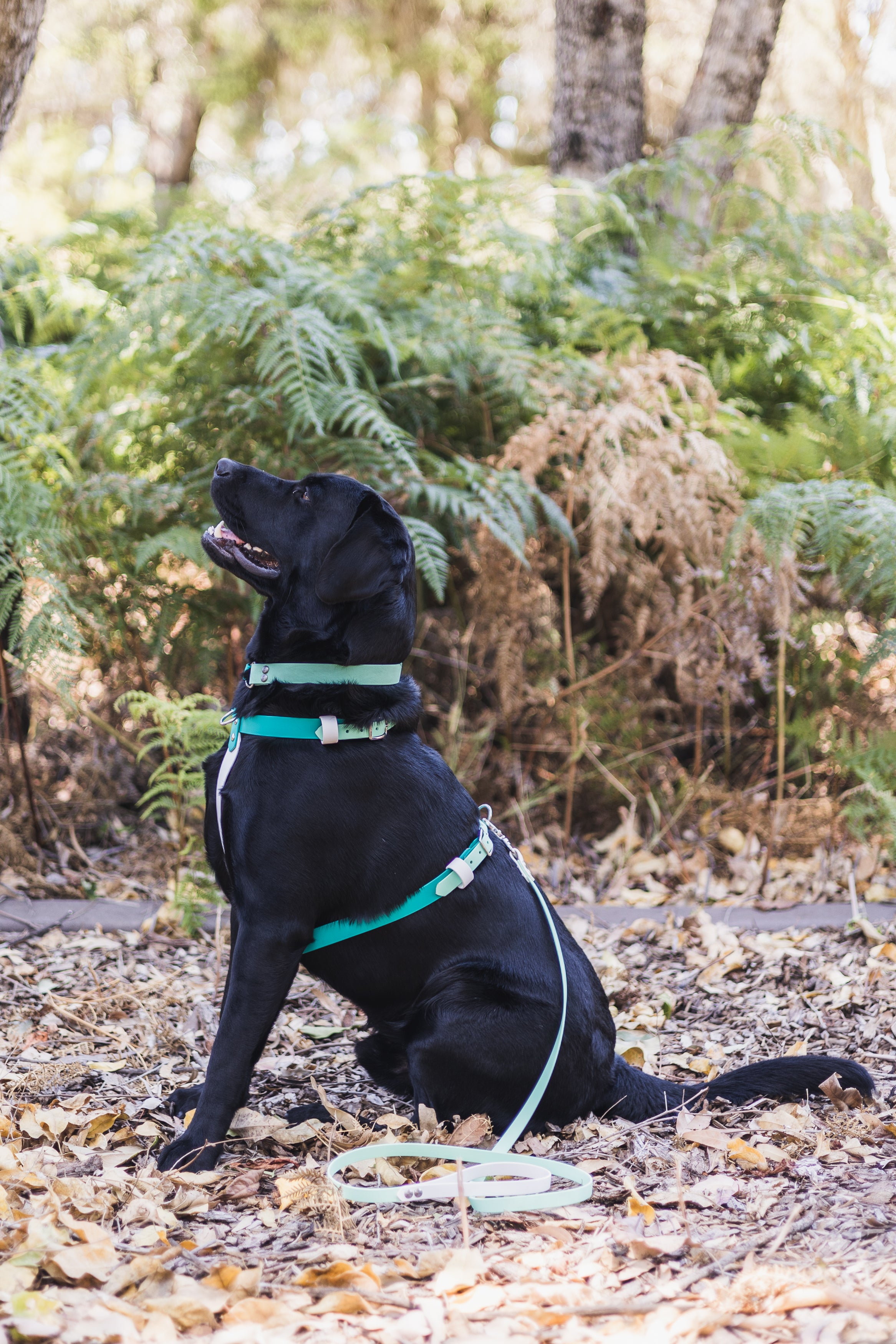 Pastels BioThane Dog Harness