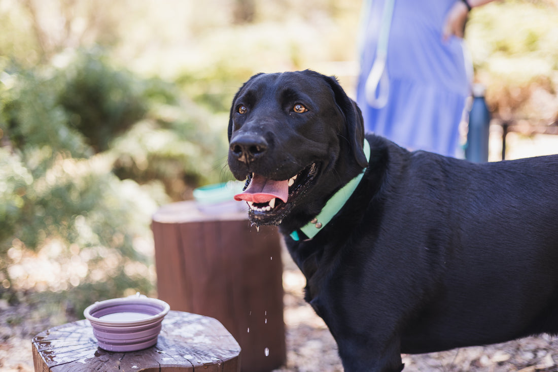 Quick Bite Collapsible Travel Pet Bowl